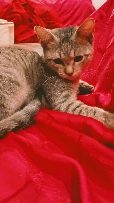 Egyptian Mau Male cat for sale 4