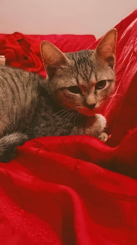 Egyptian Mau Male cat for sale 5