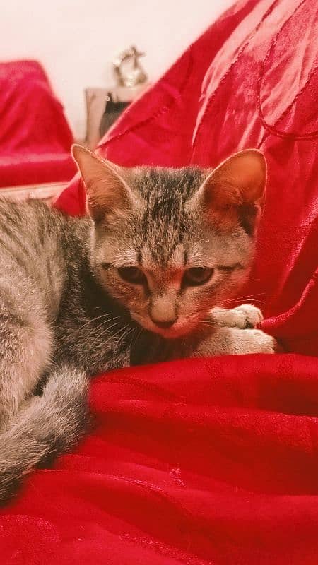 Egyptian Mau Male cat for sale 7