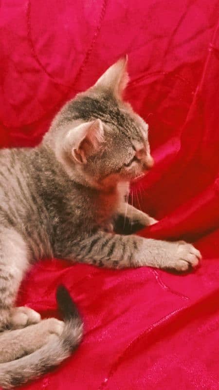 Egyptian Mau Male cat for sale 8