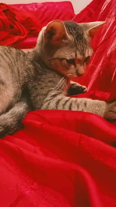 Egyptian Mau Male cat for sale 9