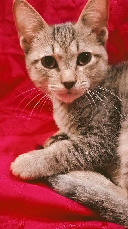 Egyptian Mau Male cat for sale 10