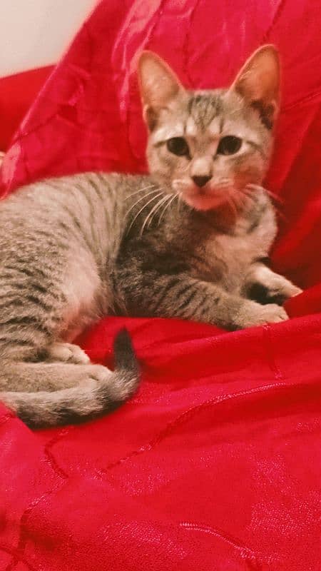 Egyptian Mau Male cat for sale 11