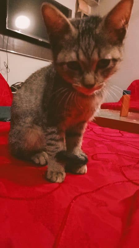 Egyptian Mau Male cat for sale 12