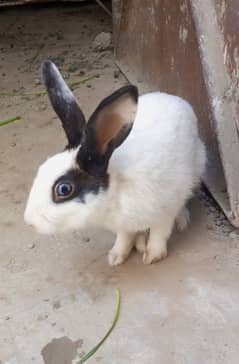 rabbit male