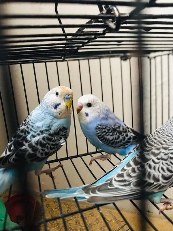 hogoromo red eye breader pair/ albino/budgies 3