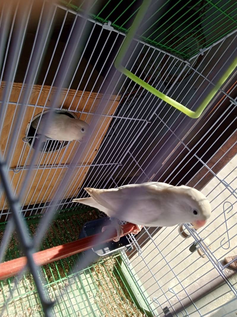 Albino , lutino pursnaata , love birds 4