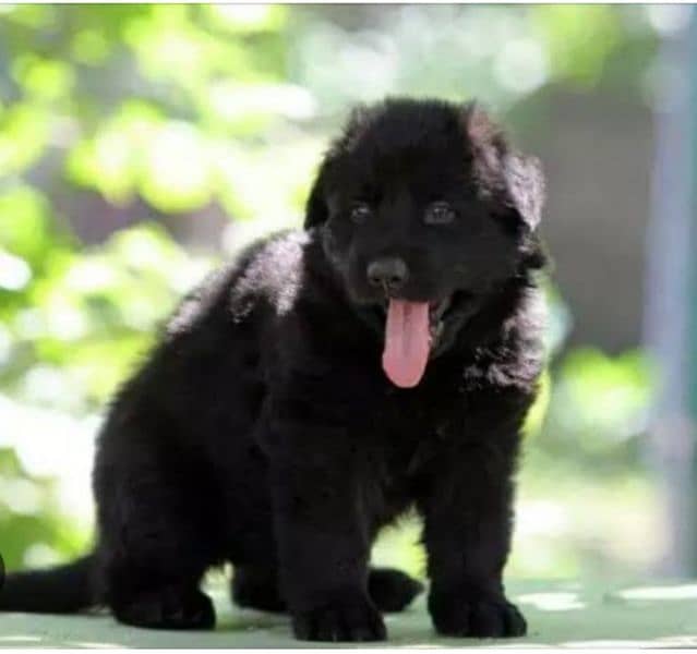 black German shepherd puppy full long coat puppy 0