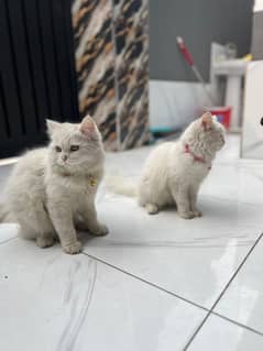 Beautiful Cat pair for sale male and female