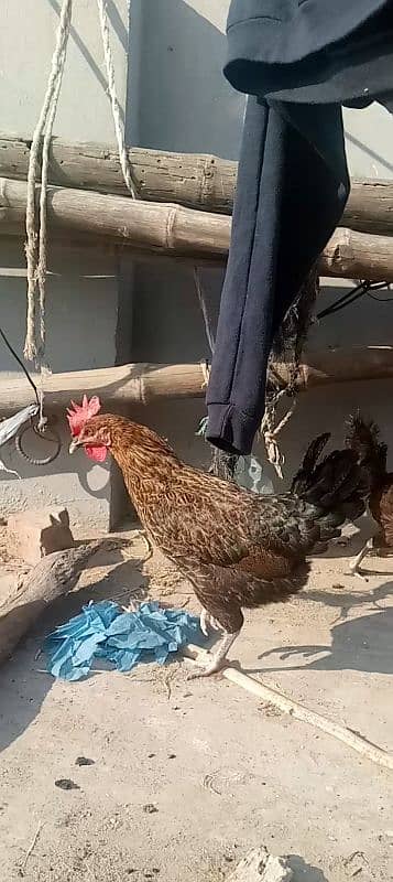 Ghar ki desi hens 4