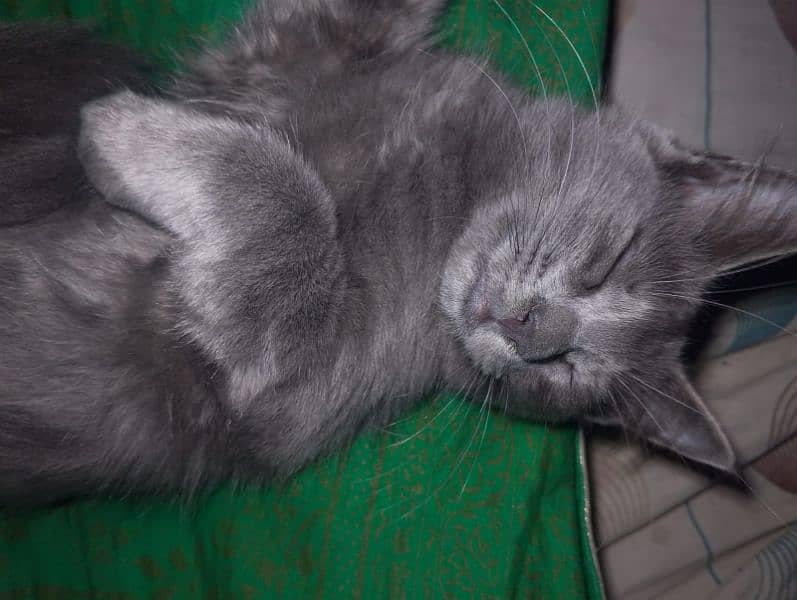 Grey Persian Cat 7