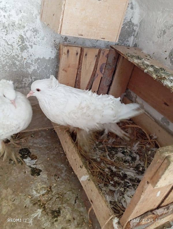 back frill pure white beauty breeder pair for sale 2