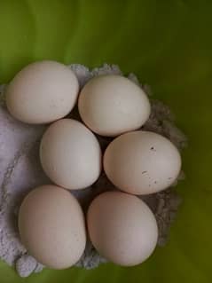 ASEEL HEERA EGGS FOR SALE