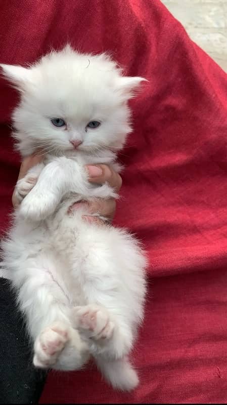 Persian Kittens 1