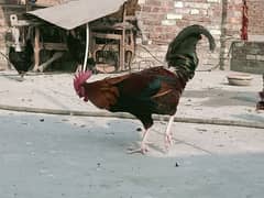 Hens Desi & Rooster Murga Golden Misri