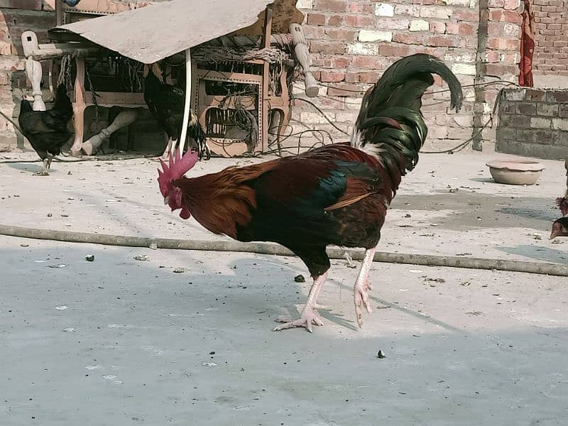 Hens Desi & Rooster Murga Golden Misri 0