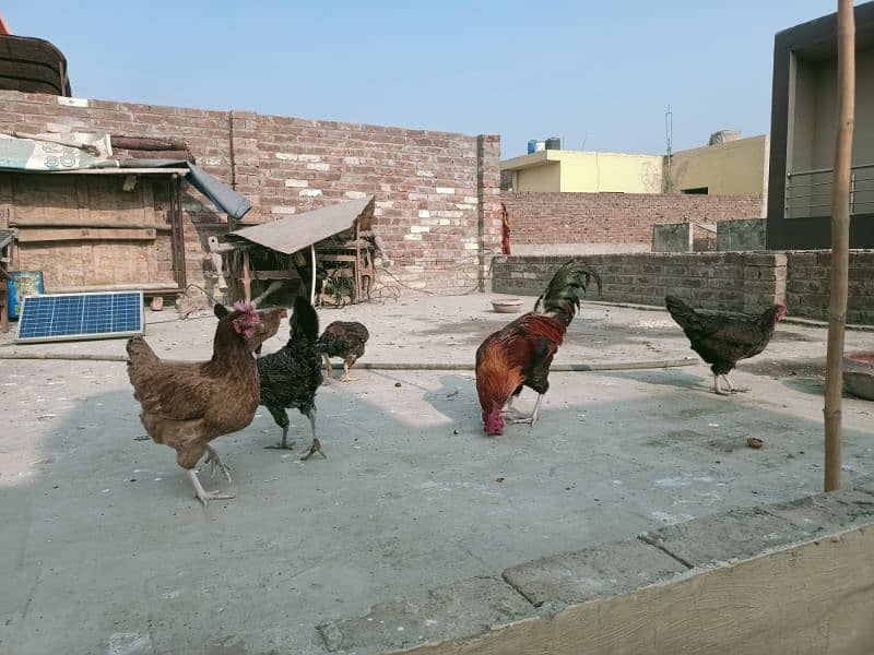 Hens Desi & Rooster Murga Golden Misri 1