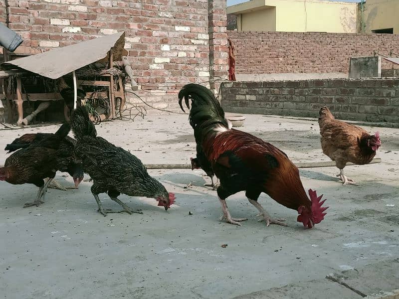 Hens Desi & Rooster Murga Golden Misri 2