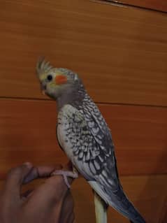 Handtamed Cocktail For Sale