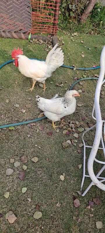 white   Rooster 1