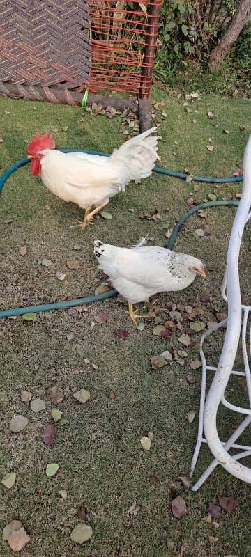 white   Rooster 2