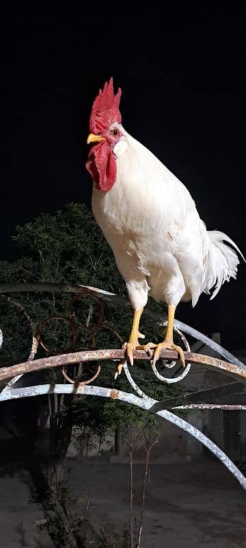 white   Rooster 3