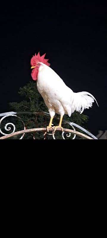 white   Rooster 4