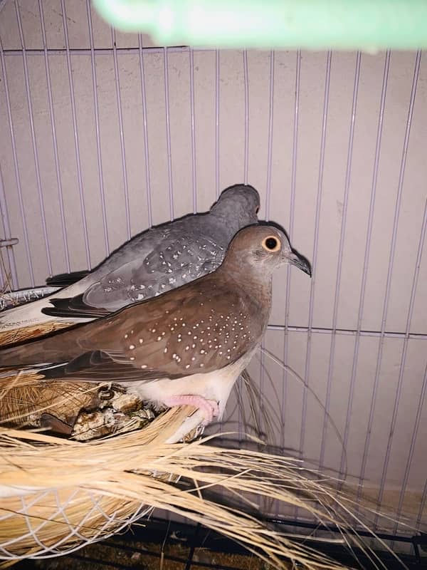 Dove for sell urgently 0