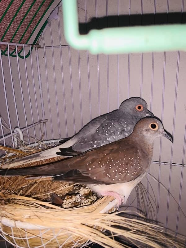 Dove for sell urgently 1