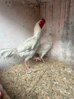 breeder Heera Pair for sale