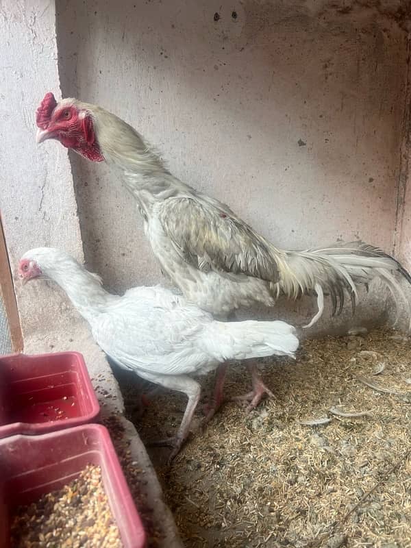 breeder Heera Pair for sale 1