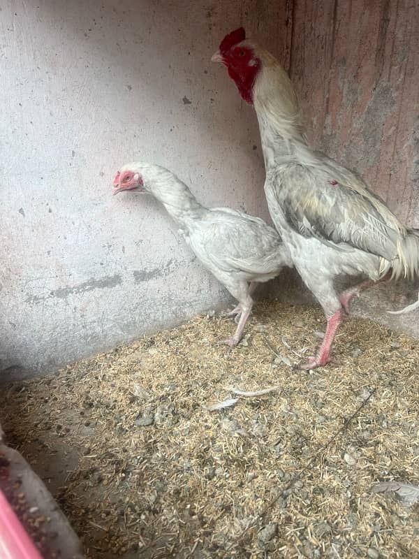 breeder Heera Pair for sale 2