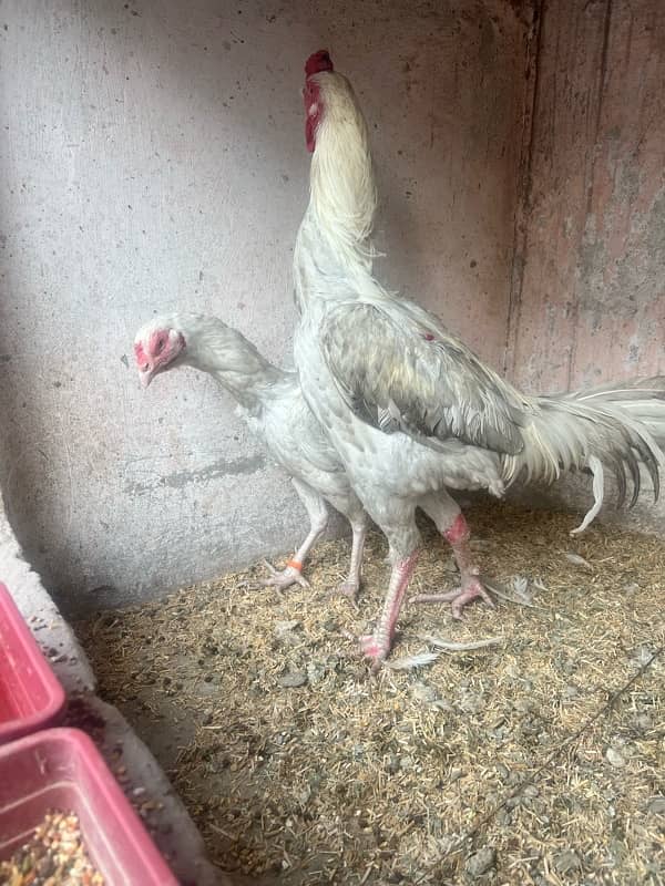 breeder Heera Pair for sale 3