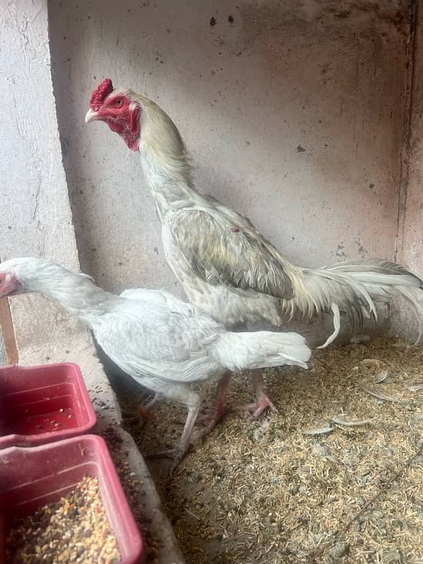 breeder Heera Pair for sale 4