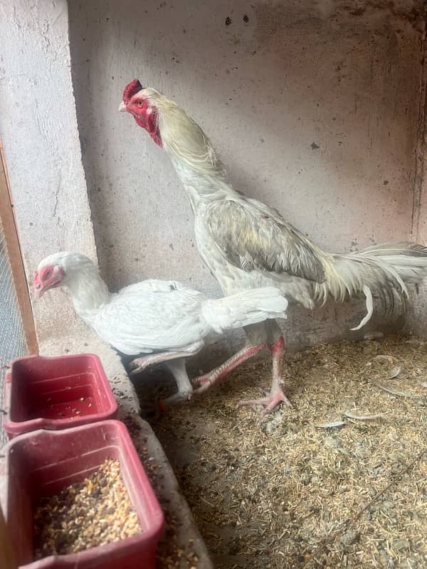 breeder Heera Pair for sale 5