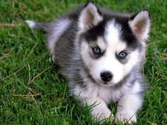 Siberian husky pups