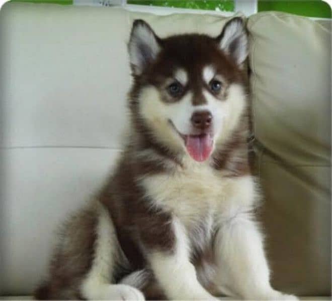 Siberian husky pups 2