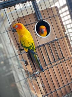 sun conure breeder pair