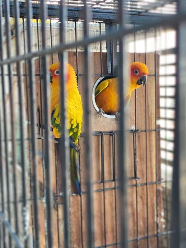 sun conure breeder pair 1