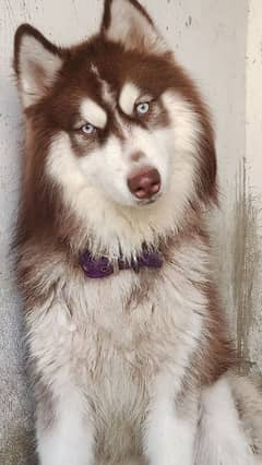 Siberian Husky Only for stud .