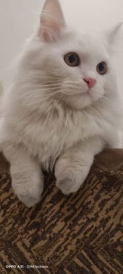 persian cat|male cat|persian cat lahore|persian kitten