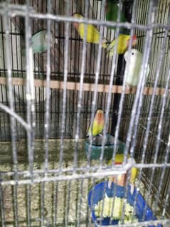 Mix love birds urgent sale