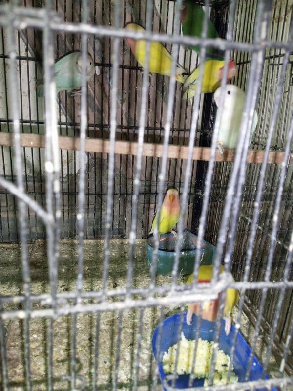 Mix love birds urgent sale 0