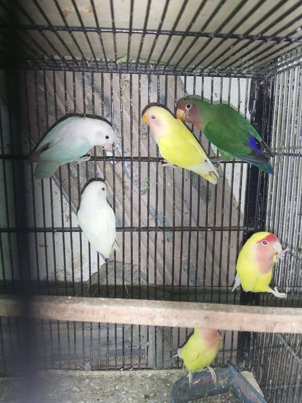 Mix love birds urgent sale 1