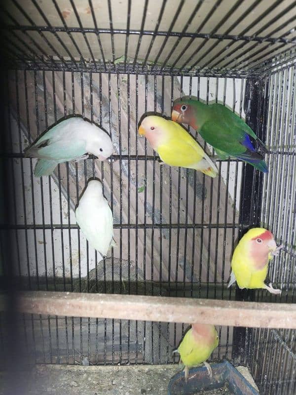 Mix love birds urgent sale 2