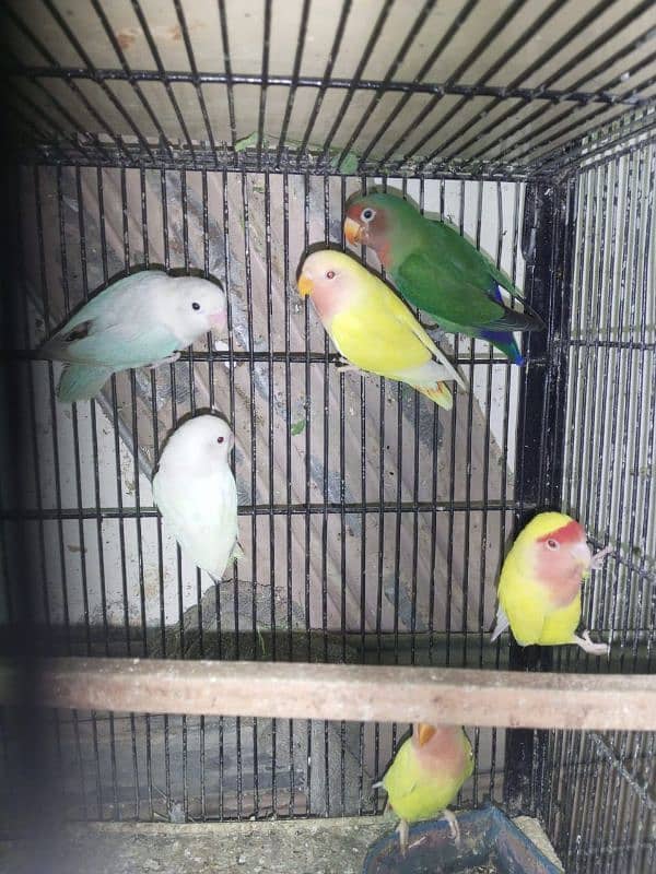 Mix love birds urgent sale 3