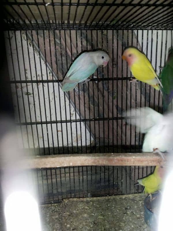 Mix love birds urgent sale 4