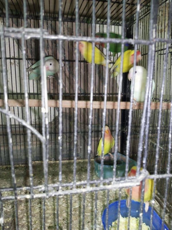 Mix love birds urgent sale 5