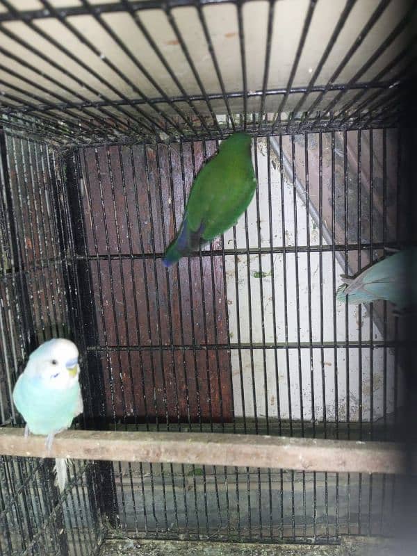 Mix love birds urgent sale 6