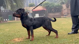 Rottweiler Female dark colour